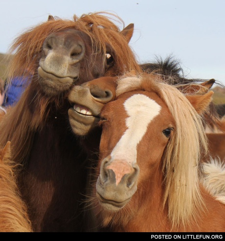 Horses photoshoot