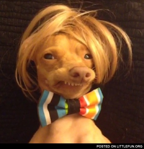 Ugly dog in a wig