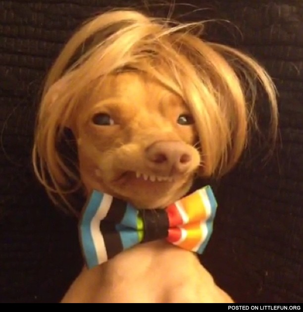 Ugly dog in a wig