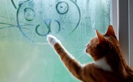 Cat drawing on a window