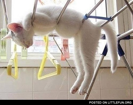 Sleeping kitten