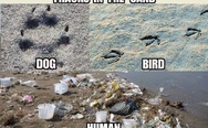 Tracks in the sand: dog, bird, human