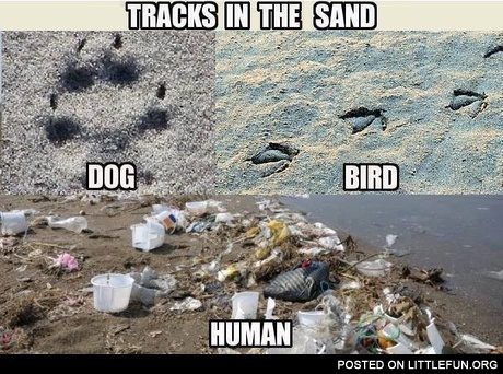 Tracks in the sand: dog, bird, human