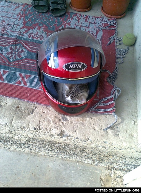 Sleeping cat in a moto helmet