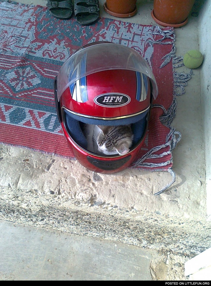 Sleeping cat in a moto helmet