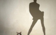Fat cat with a slim lady shadow