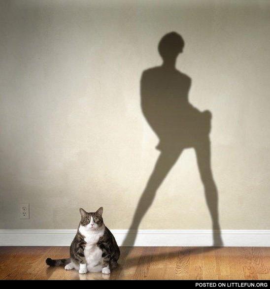 Fat cat with a slim lady shadow