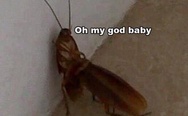 F**king c*ckroaches. Oh my God, baby.