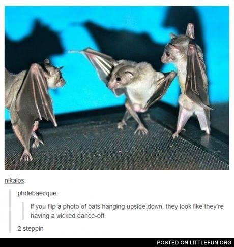 If you flip a photo of bats hanging upside down, they look like they are having a wicked dance-off