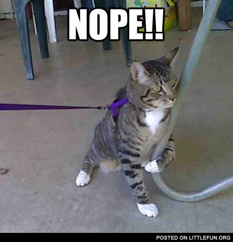 Cat with a chair. Nope.