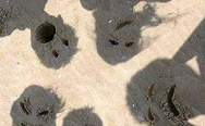 Shadows on the beach