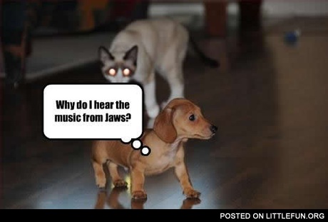 Why do I hear the music from Jaws?