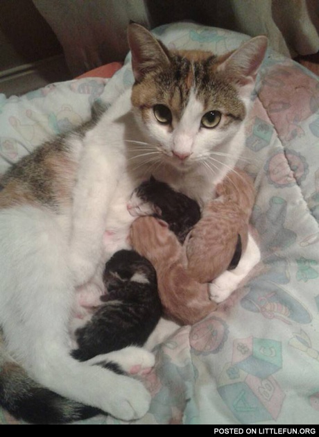 Cat Mom and her sleeping kittens
