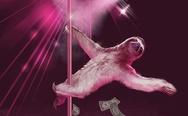Sloth the stripper