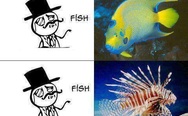Fish, fish, Nemo