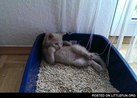 Sexy kitten