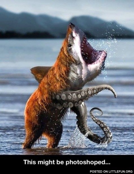Bear shark octopus. This might be photoshoped.