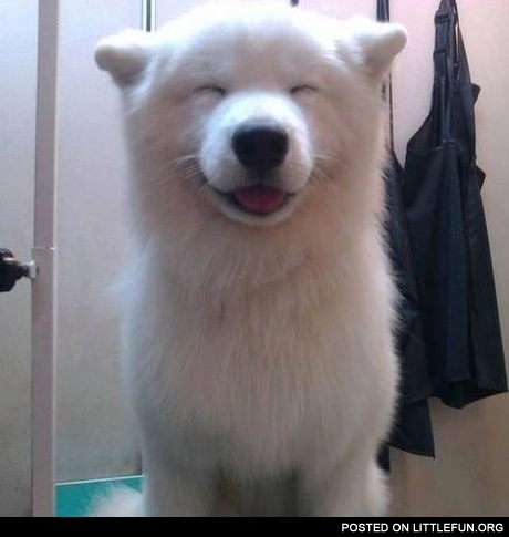 Happy fluffy dog