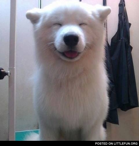 Happy fluffy dog