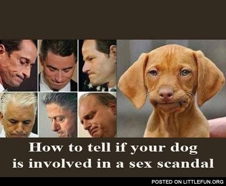 How to tell if your dog is involved in a sex scandal