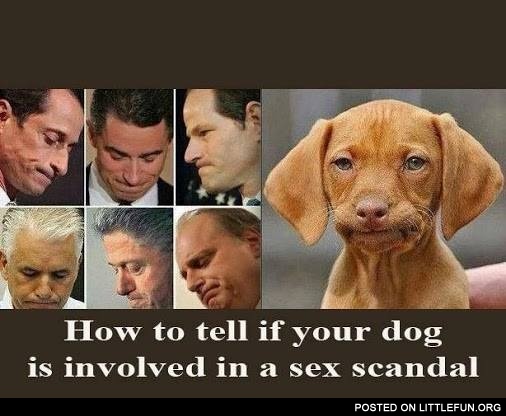How to tell if your dog is involved in a sex scandal
