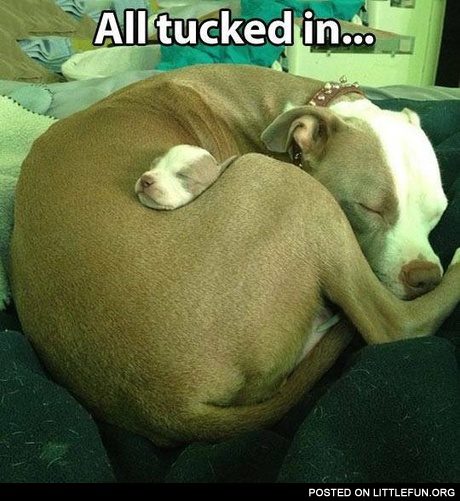 All tucked in. Sleeping dog and her puppy.