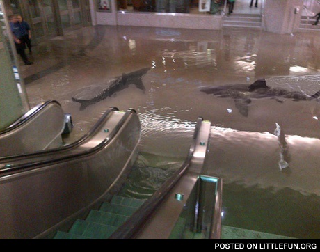 Sharks in the subway