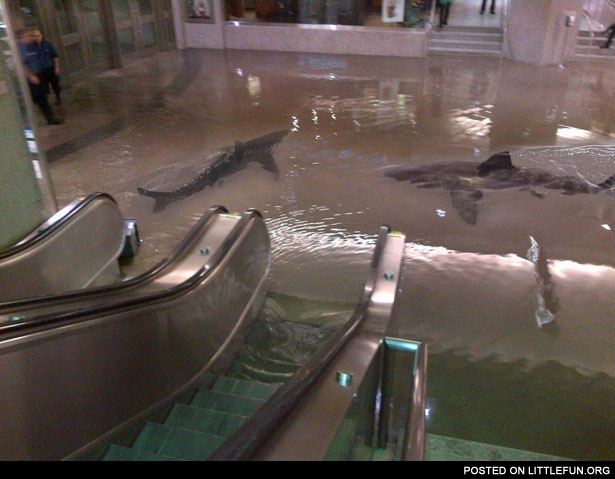 Sharks in the subway