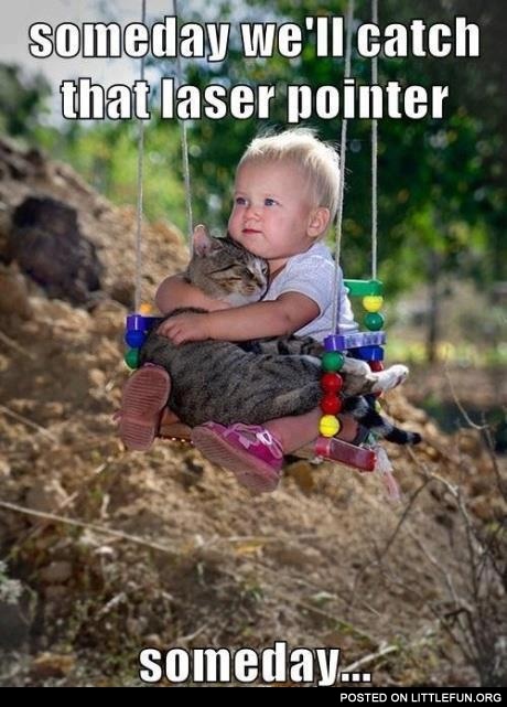 Someday we'll catch that laser pointer, someday