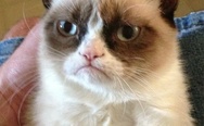 For the last time, where are my balls? Poor grumpy cat.
