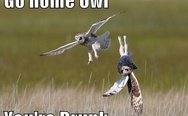 Go home owl, you're drunk