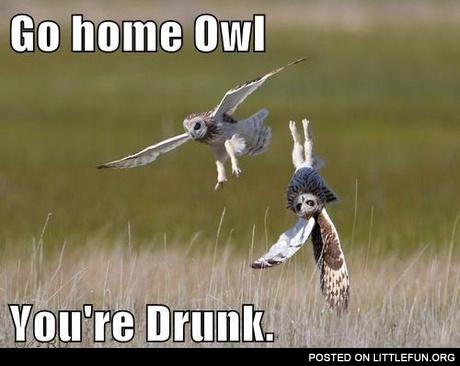 Go home owl, you're drunk