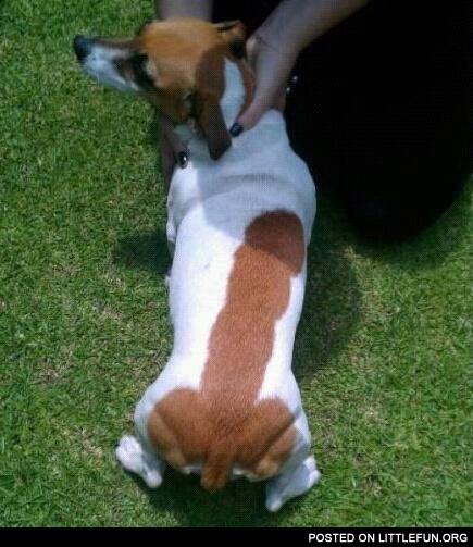 Dog with penis on the back