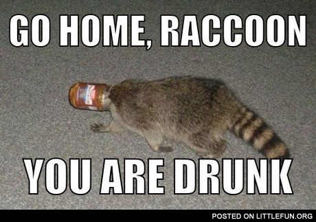 Go home , raccoon, you are drunk