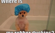 Dog in a bath. Where is my rubber duckies?