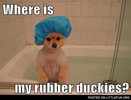 Dog in a bath. Where is my rubber duckies?