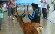 A boy sharing an umbrella with a deer