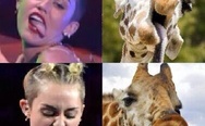 Miley Cyrus and giraffes
