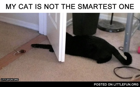 My cat is not the smartest one