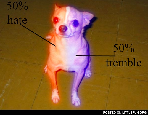 Chihuahua, 50% hate, 50% tremble