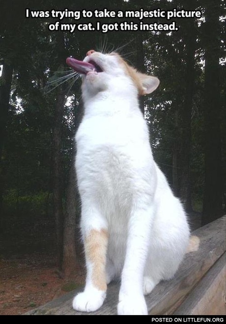 I was trying to take a majestic picture of my cat