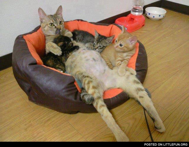 Cat mama sitting in a chair with her kittens like a boss