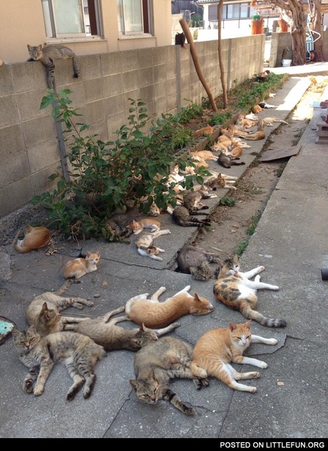 Cats, cats everywhere