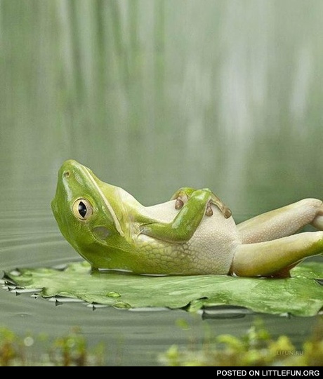 Frog lying on the back
