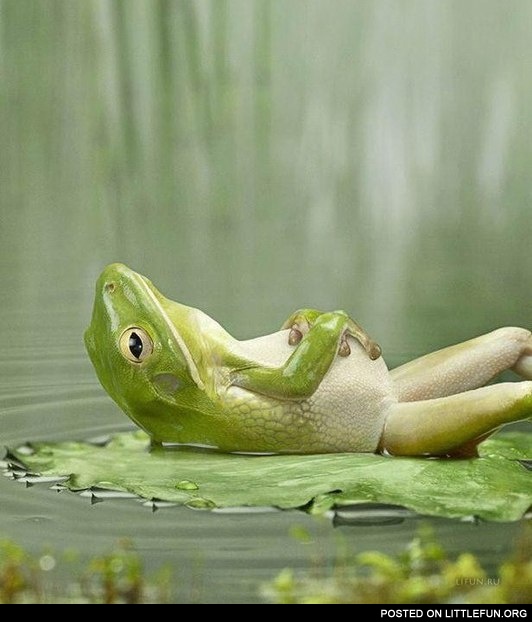 Frog lying on the back