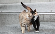 Two cats in love