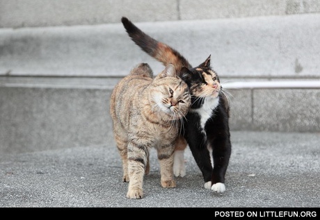 Two cats in love