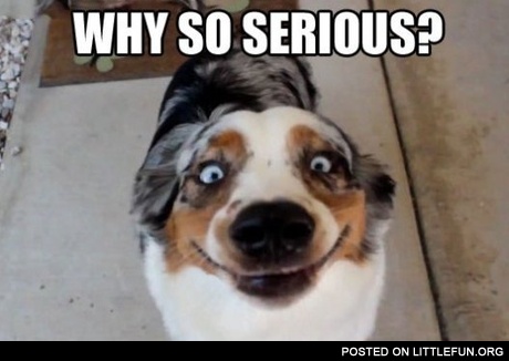 Why so serious dog