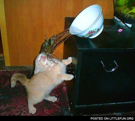 Little kitten with a bowl of water. Fail.