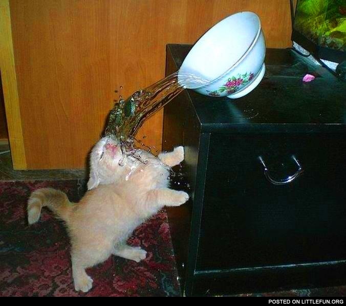 Little kitten with a bowl of water. Fail.